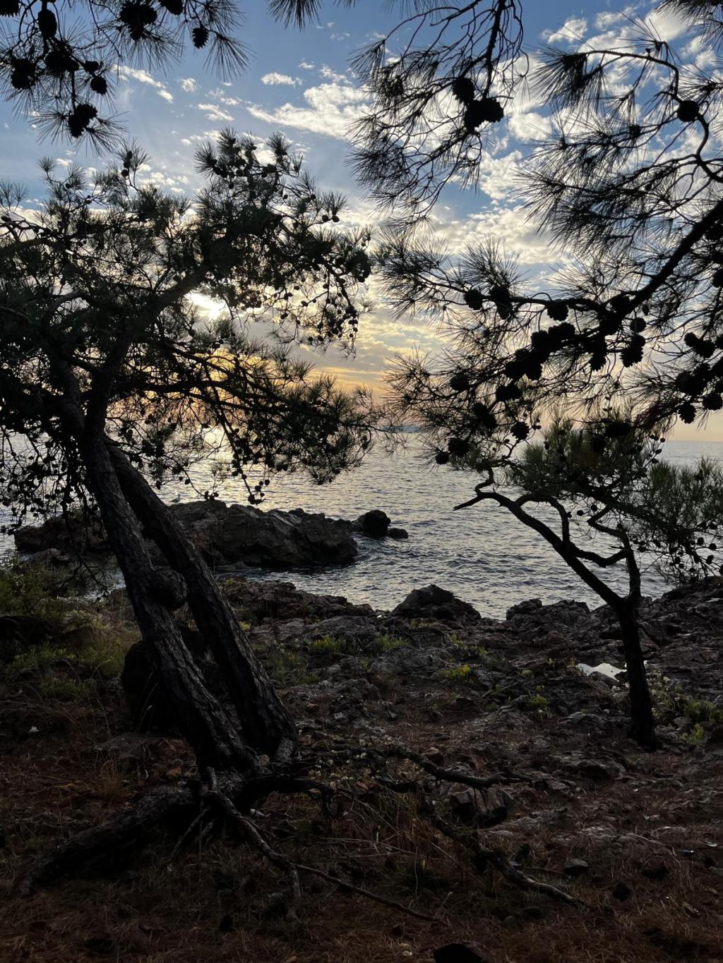 “Terapinin Alfa İşlevi”